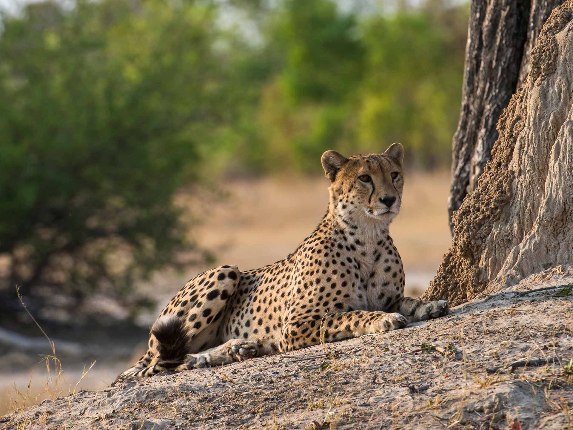 Simbabwe Linkwasha Camp Gepard Hwange Nationalpark