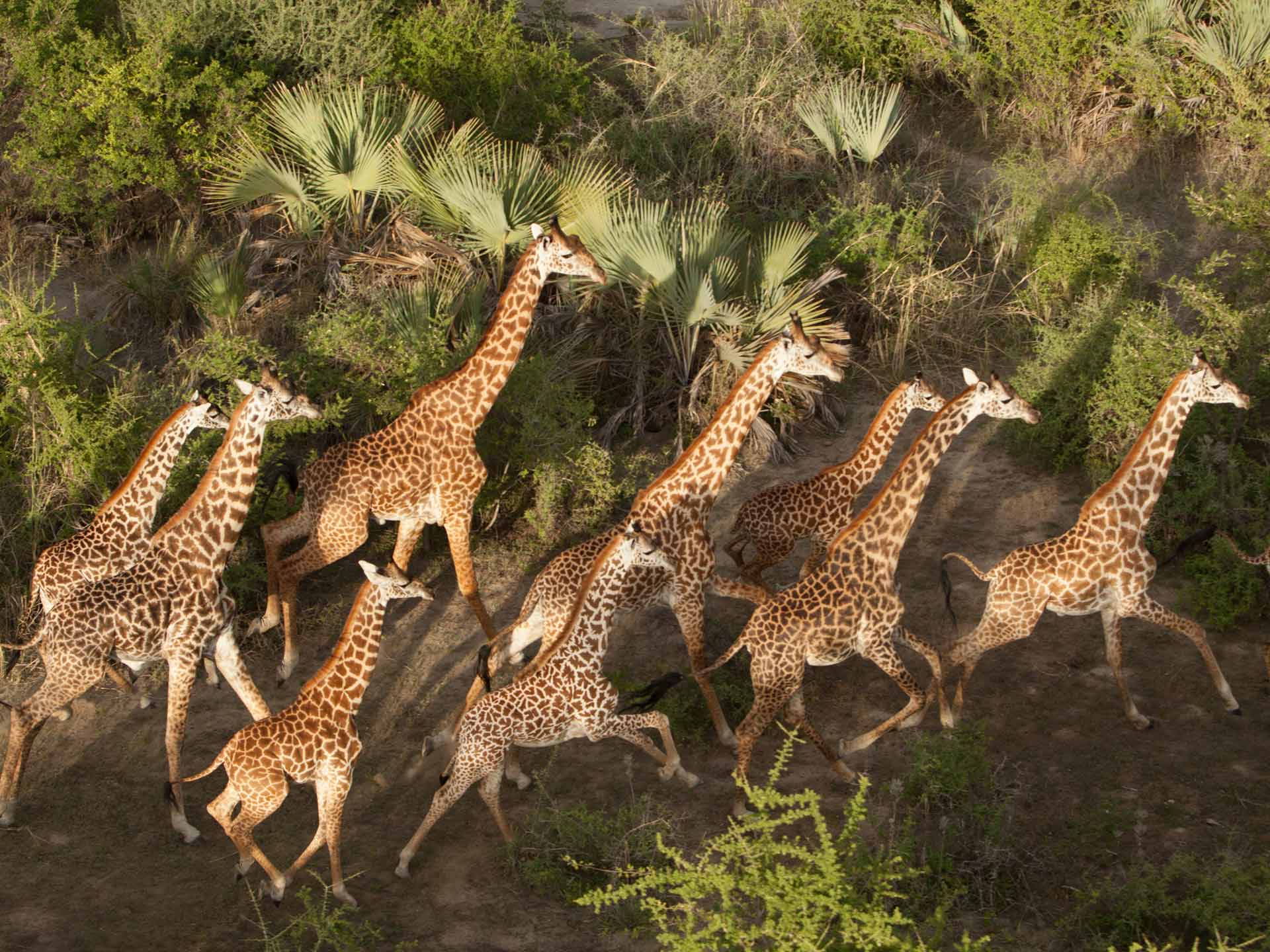 Tansania Luxusreise Chem Chem Lodge Tarangire Safari Giraffen