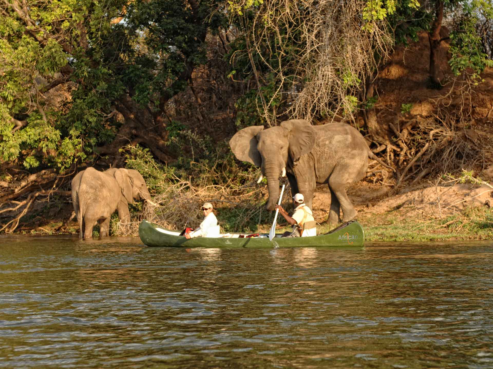 Zambezi Expeditions African Bush Camps Zimbabwe Luxus Camping Kanu Elefanten