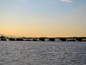 Liwonde Nationalpark Safari Makawi Elefanten Fluss