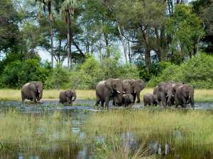 Botswana Okavango Delta Safari Elefanten Luxusreisen