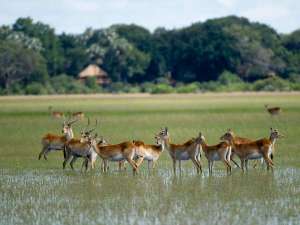 Botswana Safari Okavango Delta Kwetsani Camp