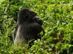 Gorilla Trekking Silberrücken Ruanda Bisate Lodge Wilderness Safaris