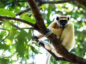 Madagaskar Reisen Miavana Lodge Luxus Lemuren