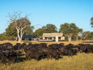 Simbabwe Linkwasha Camp Büffel Hwange Nationalpark