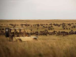 Tansania Safari Kimondo Migration Gnu Safari